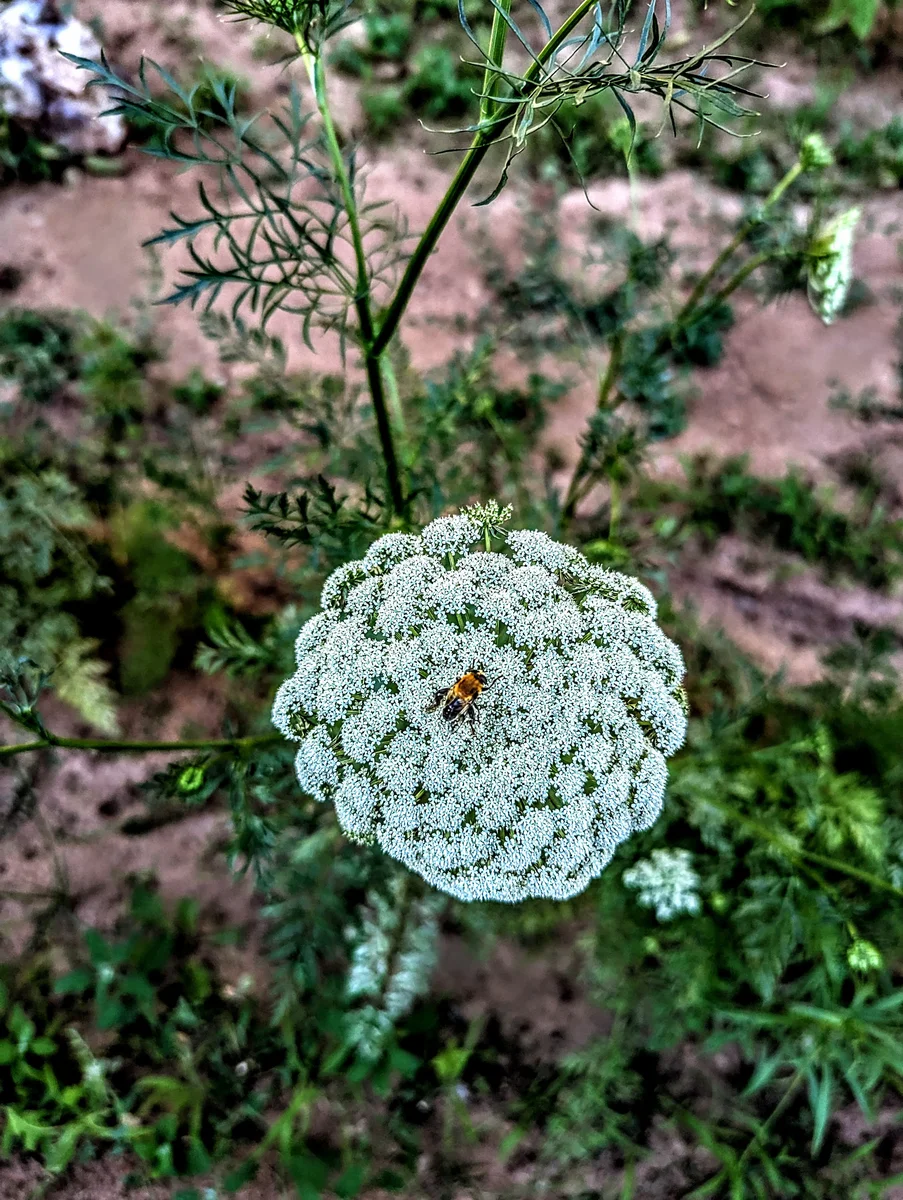 Carrot Bloom with a Bee